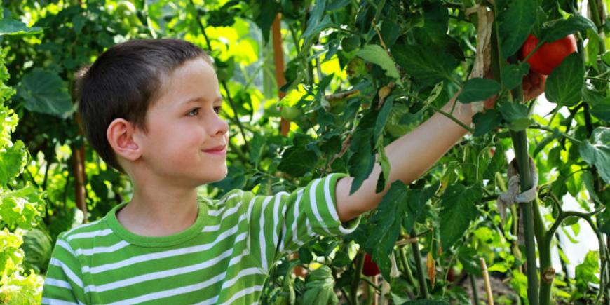 Kid picking apples