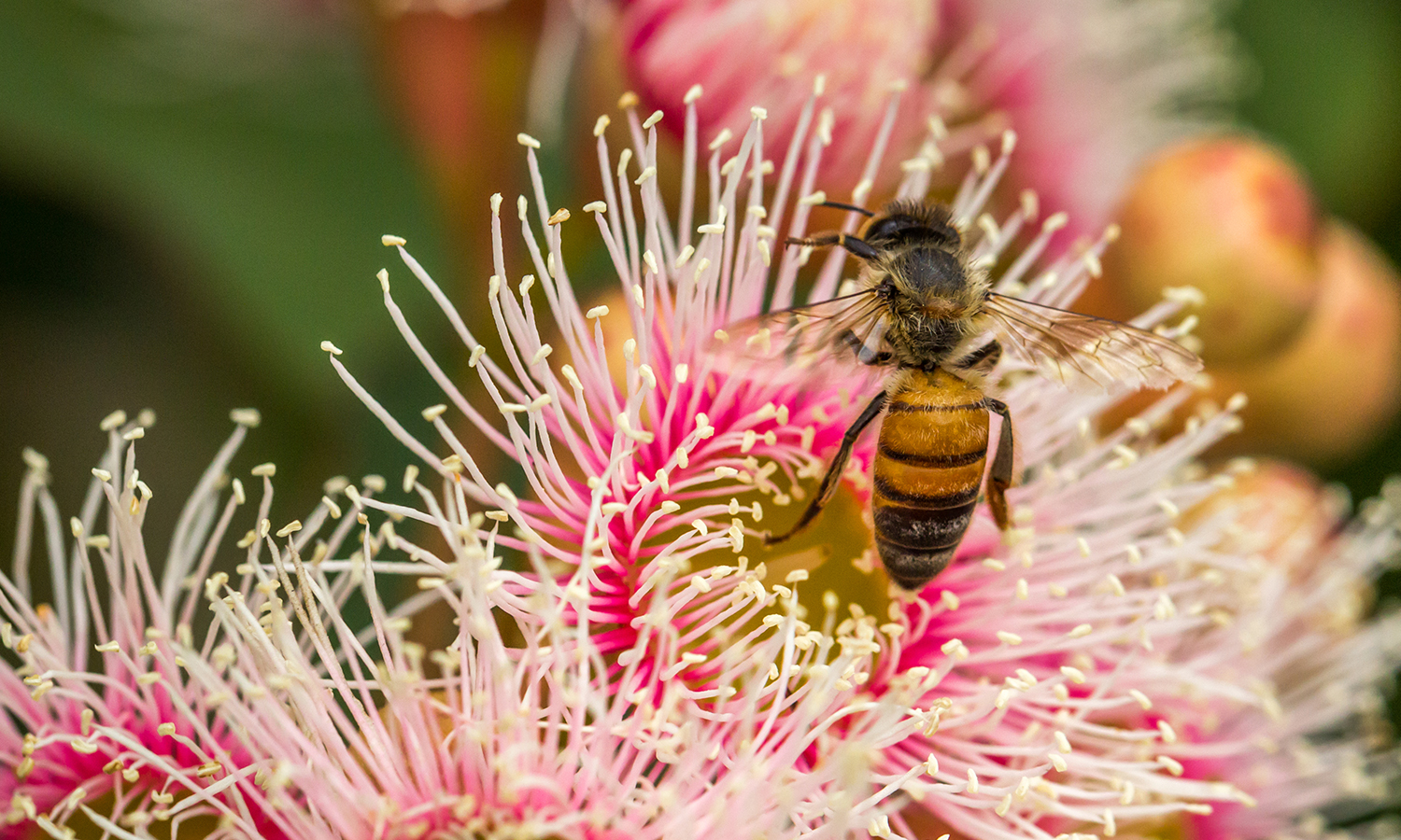 Eucalyptus Honey