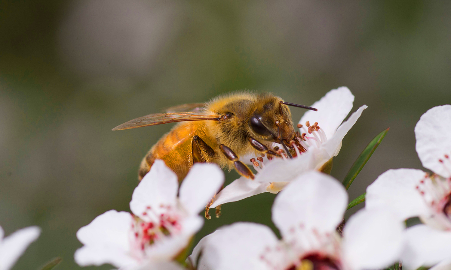 Manuka Honey