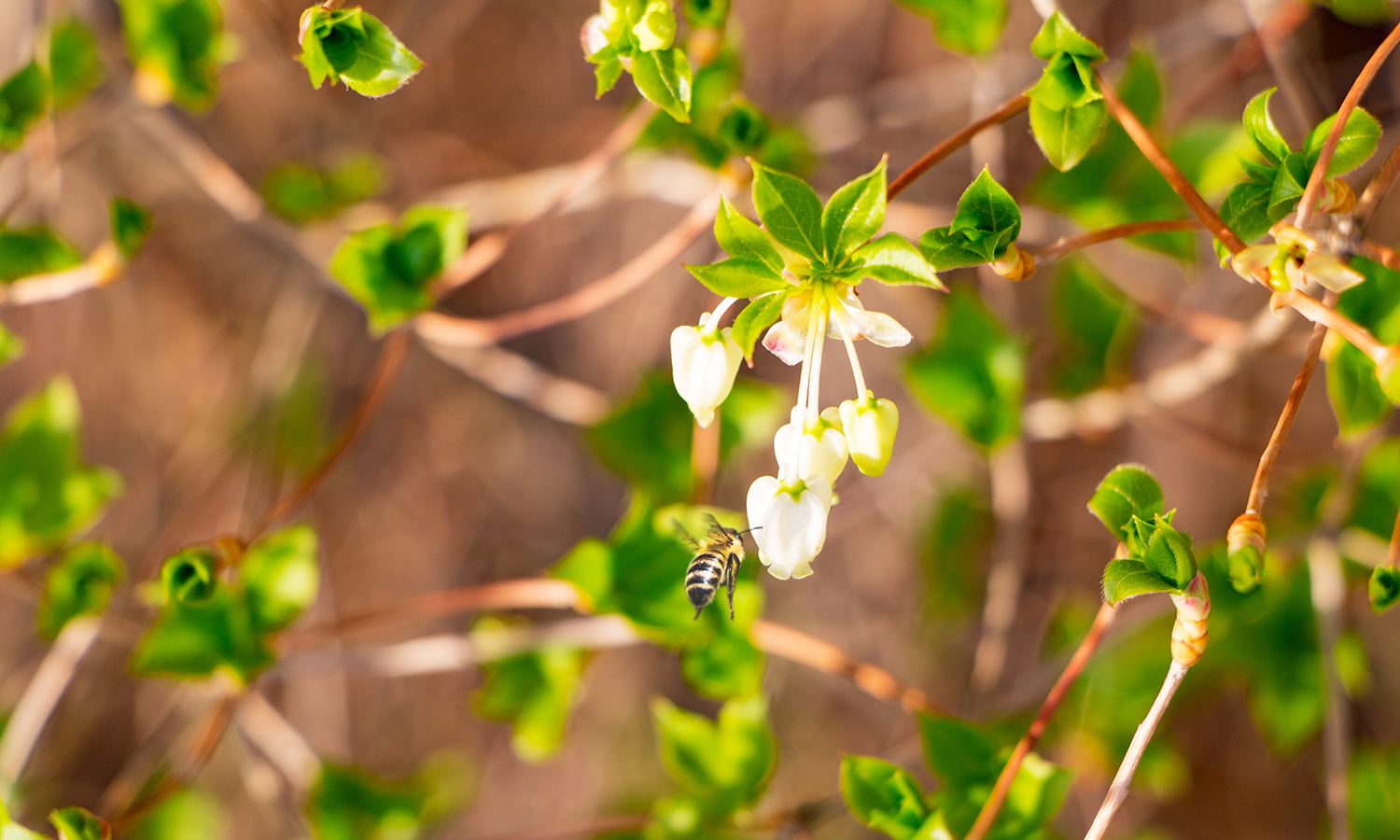 Sourwood honey