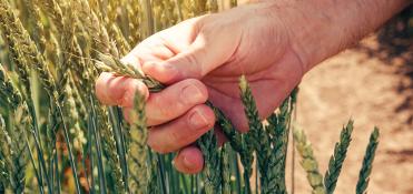 Field of spelt